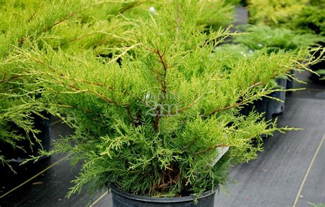 Juniperus Chinensis Old Gold Genevrier De Chine Juniper Nos