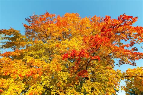 Bright Foliage In Autumn Stock Image Image Of Golden 128743201