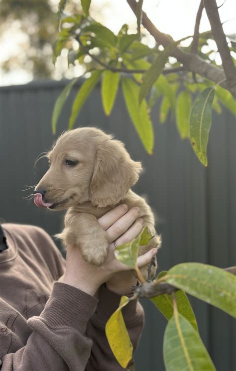 Miniature Dachshund Kingaroy Petsforhomes