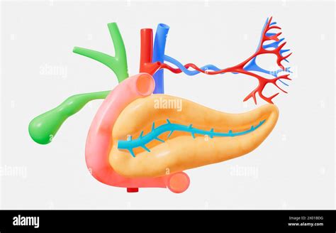 Human Pancreas Gall Bladder Organ Model 3d Rendering 3d Illustration