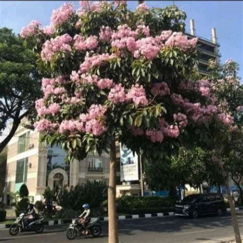 Jual Pohon Tabebuya 3 Meter Pohon Bunga Pink Tabebuya Rosea Di Seller