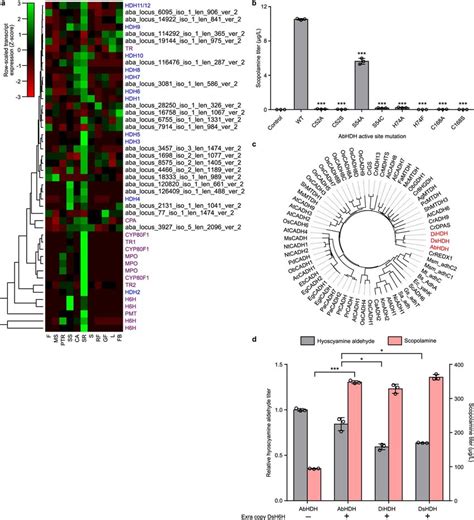 Coexpression Analysis Active Site Mutagenesis And Orthologue