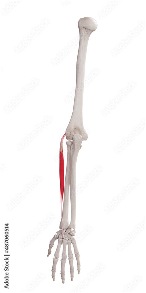 3d Rendered Medically Accurate Muscle Illustration Of The Extensor