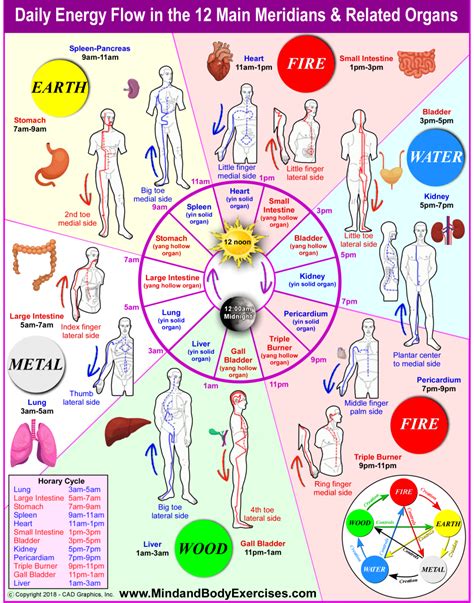 Daily Energy Flow In The 12 Main Meridians Mind And Body Exercises