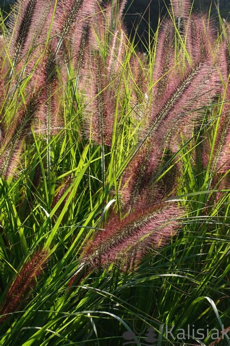 Pennisetum Alopecuroides F Viridescens Rozplenica Japo Ska Odmiana