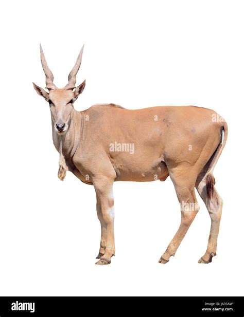 Largest Horn Cut Out Stock Images And Pictures Alamy