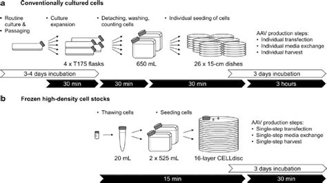 Process Steps And Time Requirement For Adeno Associated Virus Aav Download Scientific Diagram