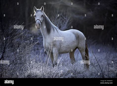 Standing Shagya Arabian Horse Stock Photo Alamy