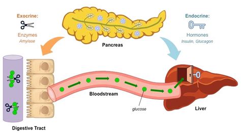 Starch Digestion Bioninja Digestion Healthy Starch Physiology