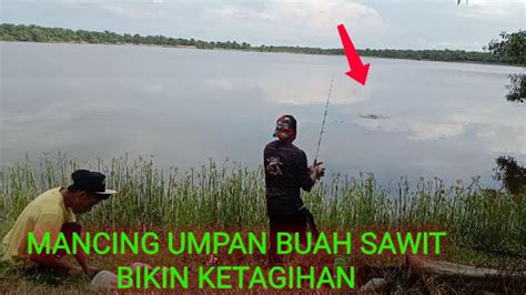 Mancing Jelawat Pake Umpan Buah Bijik Sawit Bikin Ketagiha Youtube