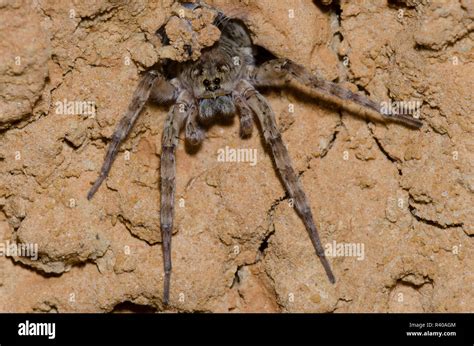 Wolf Spider Arctosa Littoralis In Burrow Stock Photo Alamy