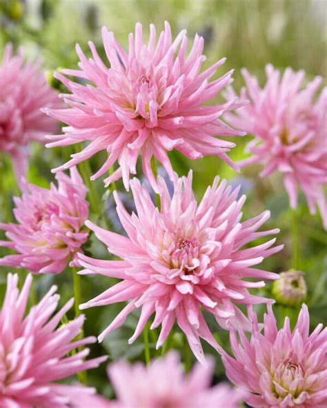 Dahlia Park Princess Regal And Enchanting Dahlia Flower