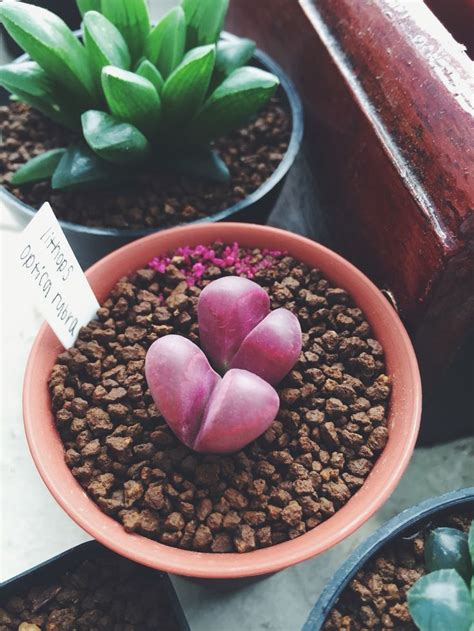 Lithops Optica Rubra