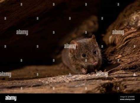 Australian native marsupial fotografías e imágenes de alta resolución