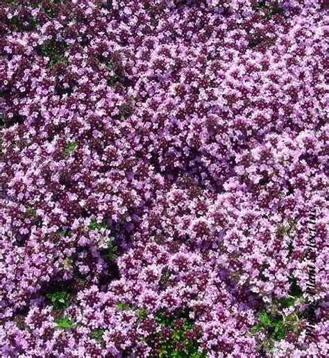 Thym Laineux Thymus Pseudolanuginosus