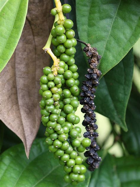 Black Pepper Starter Plant piper Nigrum 2.5 Pot Size. - Etsy | Black ...