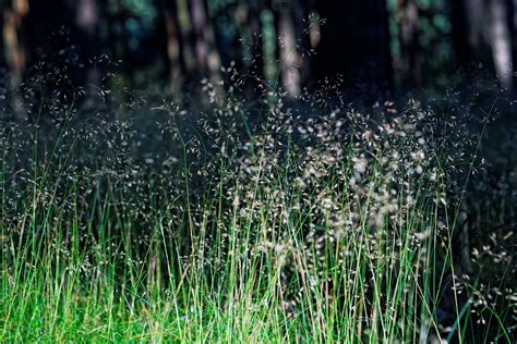 Ilmaisia Kuvia vihreä luonto kasvillisuus vesi luonnollinen