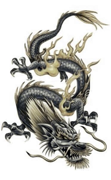 Lung (Dragonology) | Dragons | FANDOM powered by Wikia