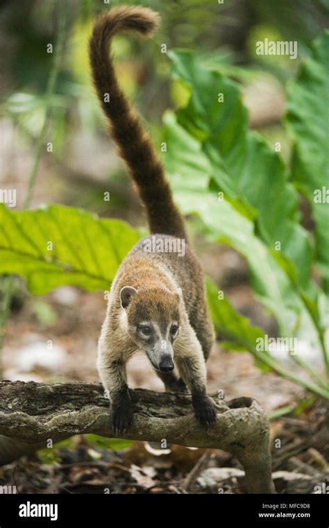 La nariz nasal coati nasua narica fotografías e imágenes de alta