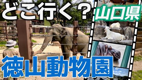 【ゾウ最高！】徳山動物園のいきいきした動物たちに会ってきた｜山口県 周南観光 Youtube