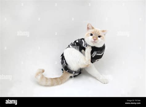 White Cat Part Ragdoll Wearing A Black Camouflage Suitical Recovery