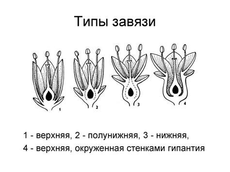 Строение цветка - презентация онлайн