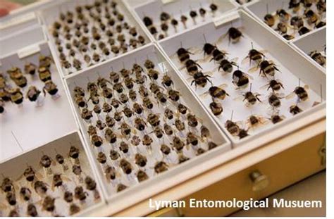 Secrets Of The Museum Historical Insect Collections Reveal Several Bee Species In Decline