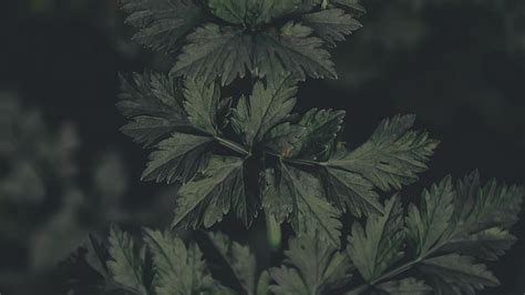 Top 24 Best Dark Green Wallpapers For Desktop, PC, Laptop, Computer ...