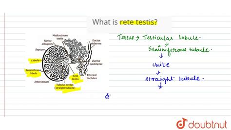 What Is Rete Testis Youtube