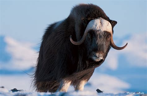 “the Arctic Ox Or Goat” By Marianne Moore E Verse Radio