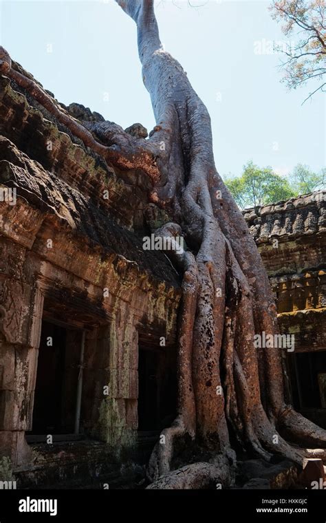 Ta Prohm temple Stock Photo - Alamy