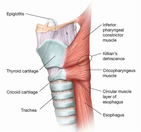 Cricopharyngeus
