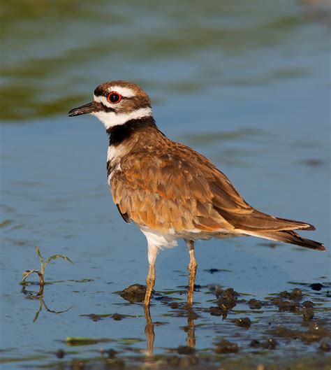 NW Bird Blog: Killdeer