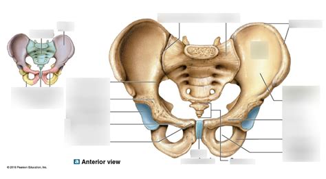 Os Coxa Region Bone Diagram Diagram Quizlet