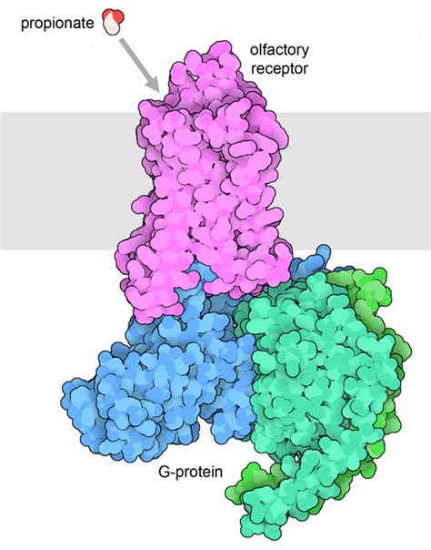 Odorant Receptors Molecule Of The Month Pdbj Numon