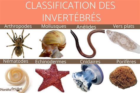 Classification Des Animaux Invert Br S