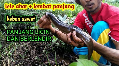 Mancing Lele Akar Dan Lembat Panjang Penghuni Perkebunan Sawit