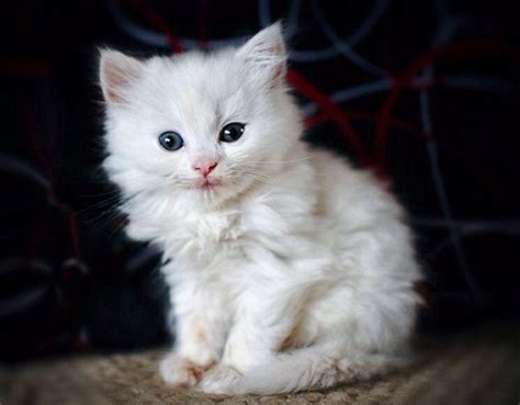 Fluffy white kitten : r/Eyebleach