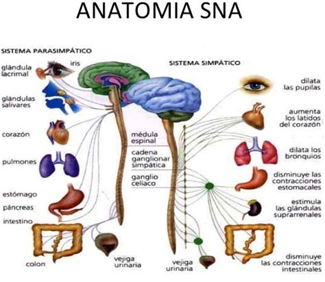 Sistema Nervioso Parasimp Tico Qu Es Funciones Y M S