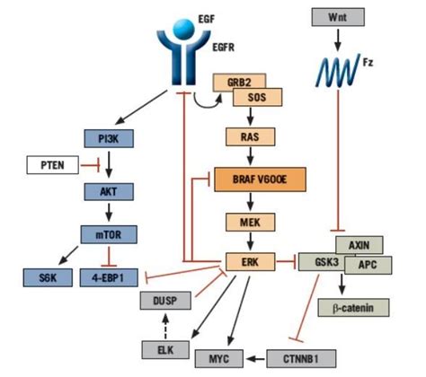 Evolving Strategies for the Management of BRAF-Mutant Metastatic Colorectal Cancer