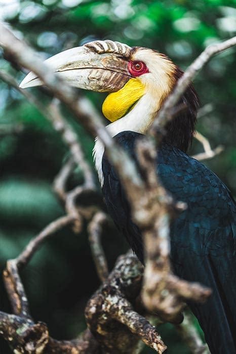 Wreathed Hornbill - Lombok Wildlife Park