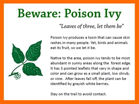 How To Identify Poison Ivy