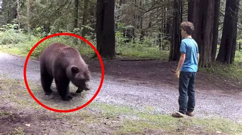 30 Scariest Bear Encounters Ever Caught On Camera YouTube