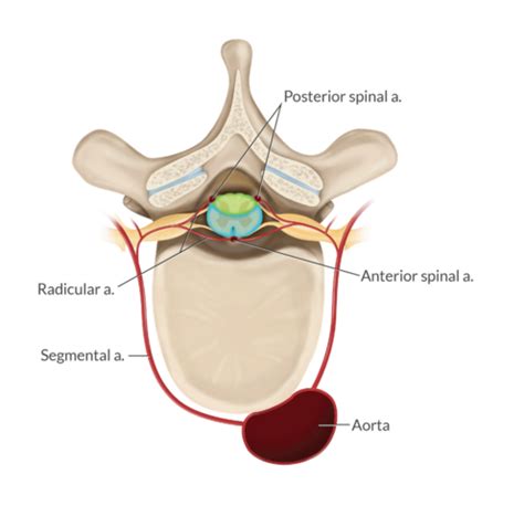 Module Spinal Cord Flashcards Quizlet