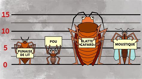 Punaises de lit comment reconnaître l insecte public n1 dans nos