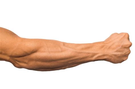 Forearm series increases muscle size and strength. | Infinity Fitness