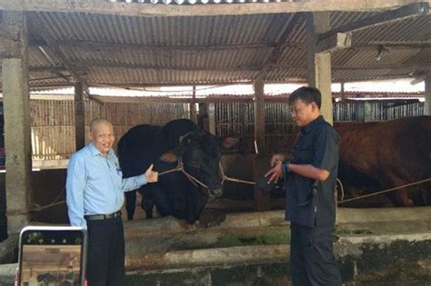 Sapi Milik Peternak Bantul Dibeli Presiden Jokowi Untuk Kurban