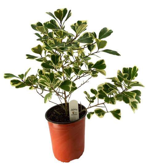 Flowerpotnursery Variegated Ficus Triangularis F Triangularis Variegata 1 Gallon The Flower