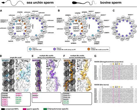 Structural Specializations Of The Sperm Tail Science Easyview