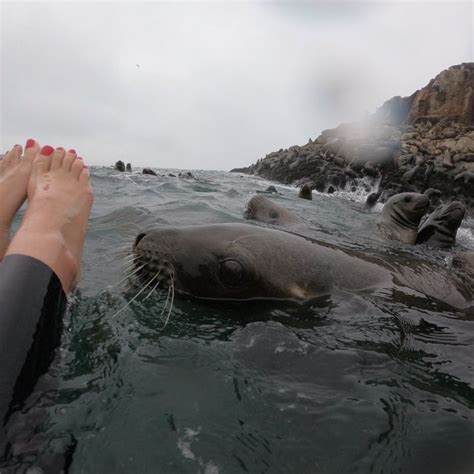 Swimming With Sea Lions In Lima GetYourGuide